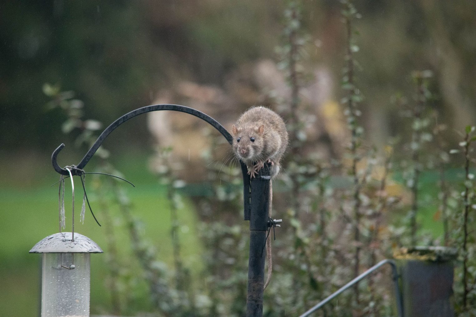 bird-feeders-that-s-how-you-get-rats